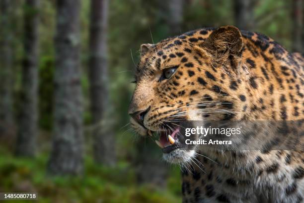 Amur leopard close-up portrait in forest, native to southeastern Russia and northern China. Digital composite.