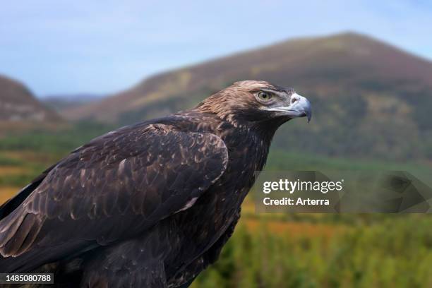Eastern imperial eagle , bird of prey that breeds in southeastern Europe and extensively through West and Central Asia. Digital composite.