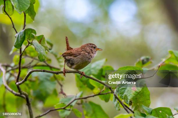 Eurasian wren. Northern wren perched in bush in summer.