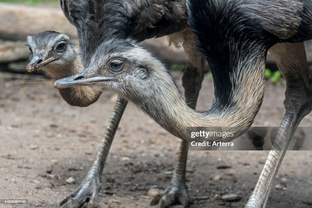 C Common Rhea Greater rhea. grey rhea. common rhea. American rhea. nandu with... News ...