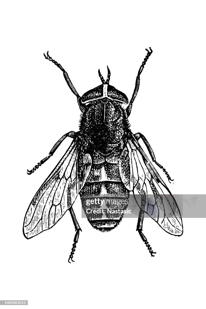 Pale Giant Horse-fly (Tabanus Bovinus)