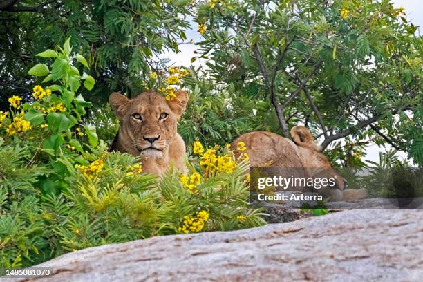 Two African lionesses resting in the shade on rock in the Kruger National Park, Mpumalanga province, South Africa.