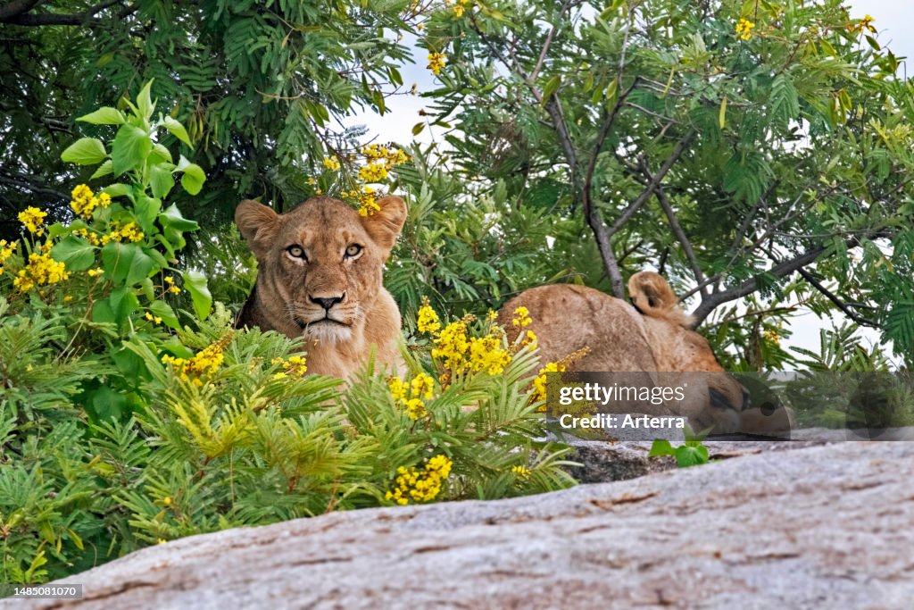 Two African lionesses (Panthera leo) resting in the shade on rock in the Kruger National Park, Mpumalanga province, South Africa