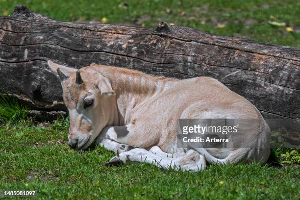 Addax. White antelope. Screwhorn antelope cute calf in zoo, antelope native to the Sahara Desert.