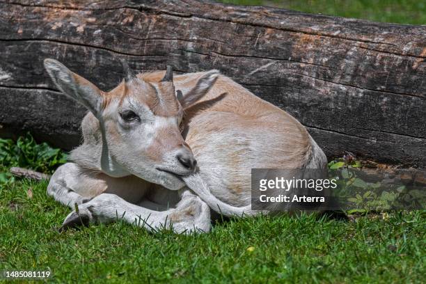 Cute addax. White antelope. Screwhorn antelope calf nibbling its own tail in zoo, antelope native to the Sahara Desert.