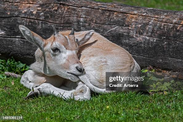 world of dogs - the antelope calf let out a muffled... Cute addax. white antelope. screwhorn antelope calf nibbling its own ...