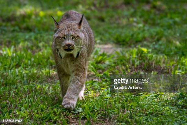 Canada lynx , medium-sized North American felid that ranges across Alaska, Canada and northern United States.