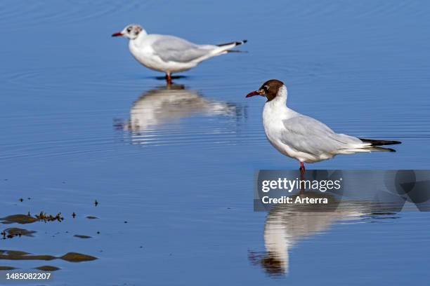 Two black-headed gulls , adult gull and juvenile in second summer plumage on sandy beach along the North Sea coast in July.