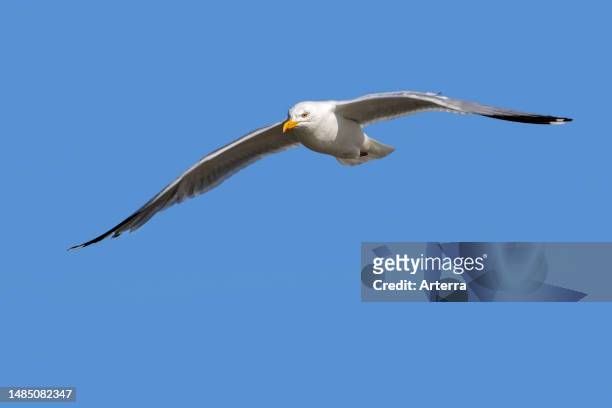 European herring gull in flight against blue sky in summer.