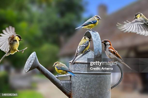 Garden birds like house sparrow, great tit and Eurasian blue tit perched on watering can to drink water during heat wave on the countryside in...