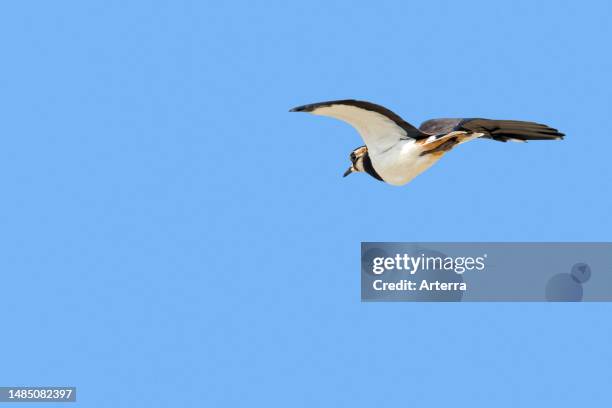 Northern lapwing in flight against blue sky.