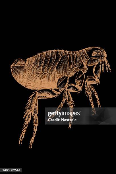 human flea (pulex irritans) - flea bites stock illustrations