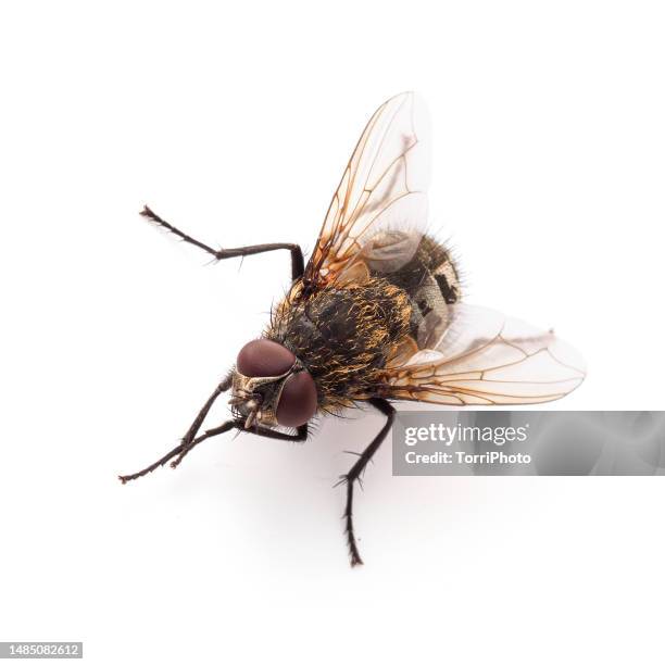 close-up blowfly isolated on white background - house fly stock pictures, royalty-free photos & images