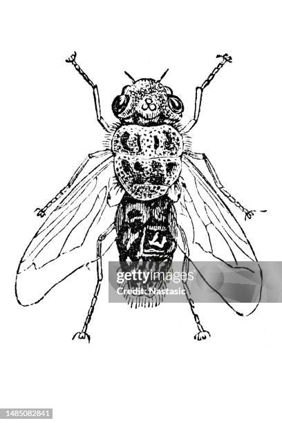 stockillustraties, clipart, cartoons en iconen met oestrus ovis, the sheep bot fly, is a widespread species of fly of the genus oestrus - bot fly