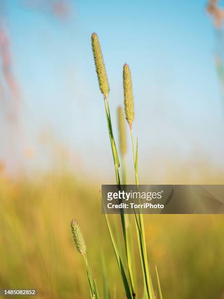close-up inflorescence stalks of grass in summer meadow, timothy grass against blue sky - timothy grass imagens e fotografias de stock