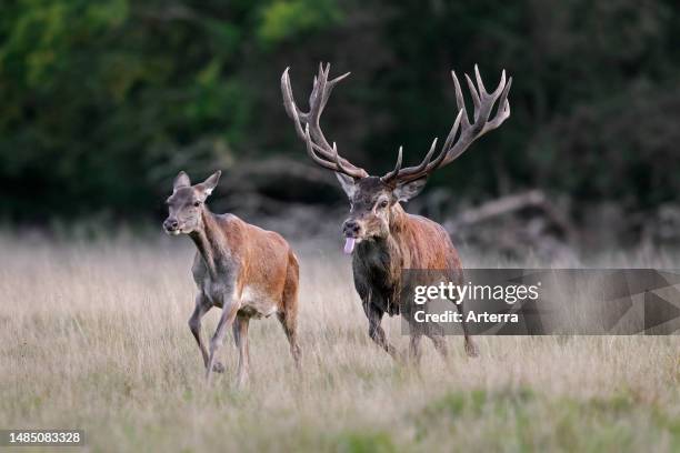 Red deer stag chasing hind. Female in heat in grassland at forest edge during the rut in autumn. Fall.