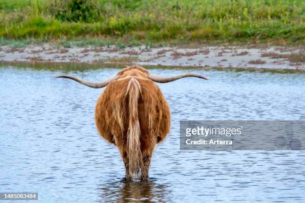 Highland cattle with long horns wading in shallow water of pond.