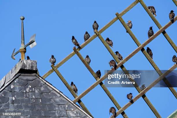 Common starlings. European starling flock congregating and perched on wooden lattice framework of windmill's sail before migrating.