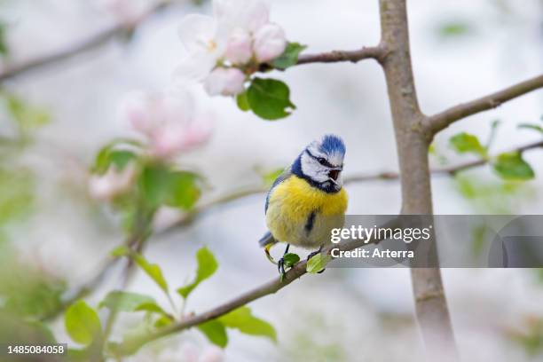 Blue tit perched in flowering. Blossoming apple tree and singing in spring.