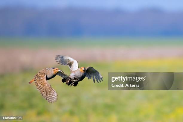 Two grey partridges. English partridges. Huns males flying over field in spring.