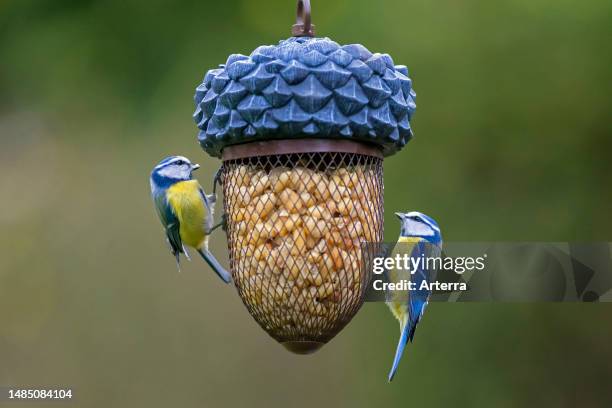 Two blue tits eating peanuts from garden bird feeder in winter.