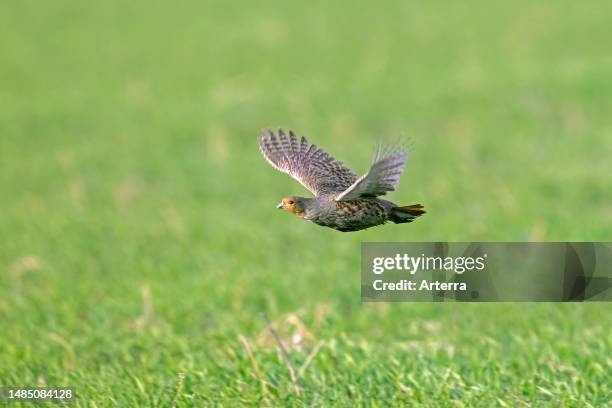 Grey partridge. English partridge. Hun male flying over field in spring.