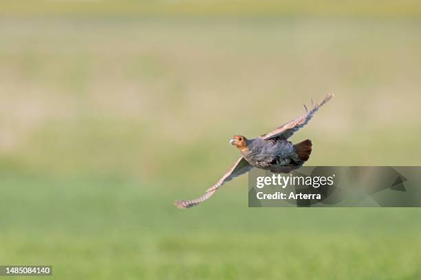 Grey partridge. English partridge. Hun male flying over field in spring.