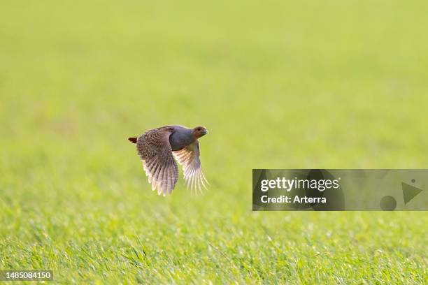 Grey partridge. English partridge. Hun male flying over field in spring.