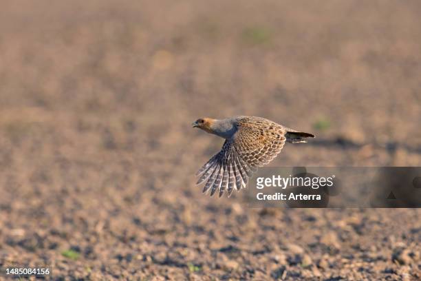Grey partridge. English partridge. Hun male flying over field in spring.