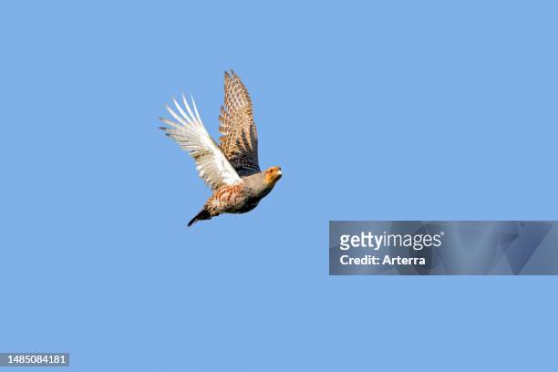 Grey partridge. English partridge. Hun male in flight against blue sky in spring.