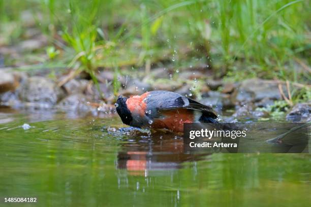 Eurasian bullfinch. Common bullfinch male bathing and splashing in water from pond. Rivulet.