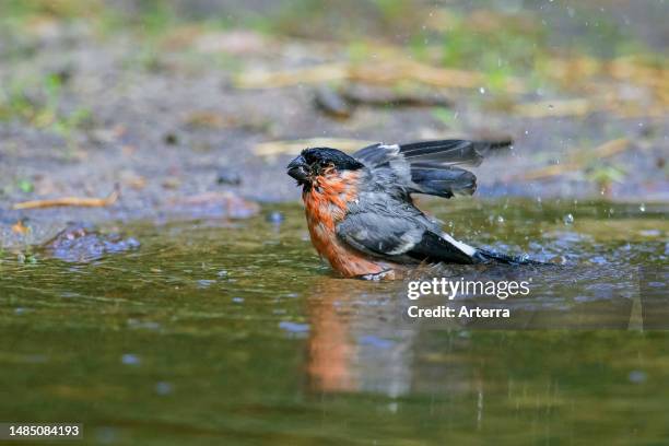 Eurasian bullfinch. Common bullfinch male bathing and splashing in water from pond. Rivulet.