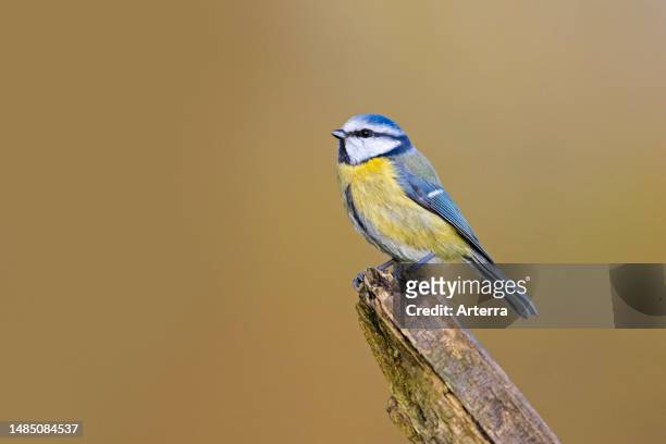 Blue tit perched on old weathered wooden fence post.