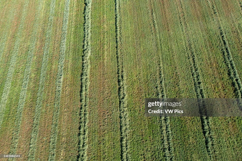 Aerial view of windrows of raked hay, ready for baling, in an alfalfa ...