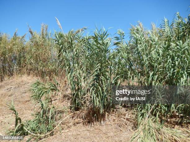 tall, wild reeds growing in the central coastal plain, ecosystem of the land of israel - vass gräsfamiljen bildbanksfoton och bilder