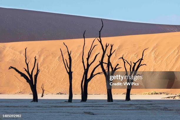 Dead trees in Sossusvlei sand dunes, Namibia.