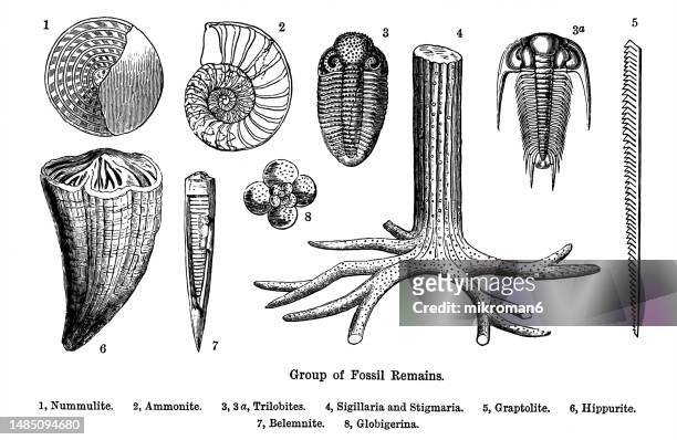 old engraved illustration of group of fossil remains - mollusc stock pictures, royalty-free photos & images