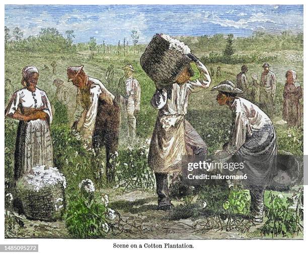 old engraved illustration of cotton plantation - sklaverei stock-fotos und bilder
