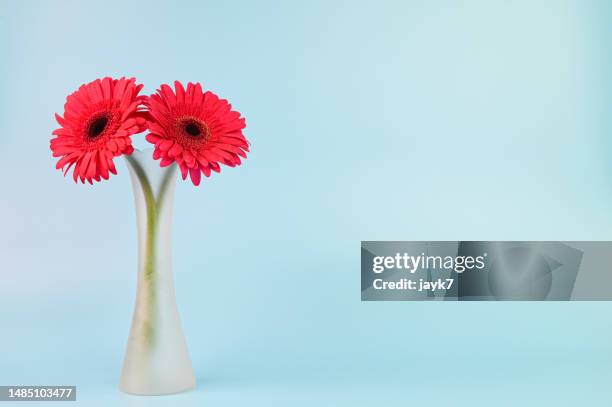 daisy flower - gerbera daisy stock-fotos und bilder