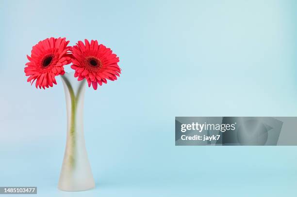 daisy flower - gerbera daisy foto e immagini stock