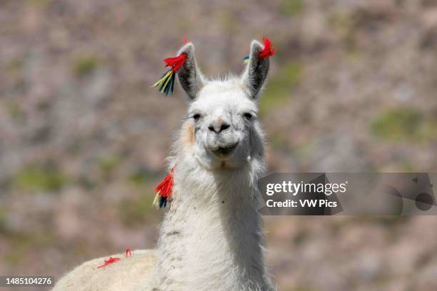 An Alpaca, Lama pacos, in National Park on the high altiplano in Chile. Yarn tassels identify ownership.