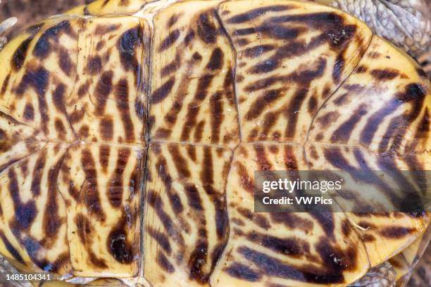The hinged plastron or ventral shell of an Ornate or Western Box Turtle, Terrapene ornata.