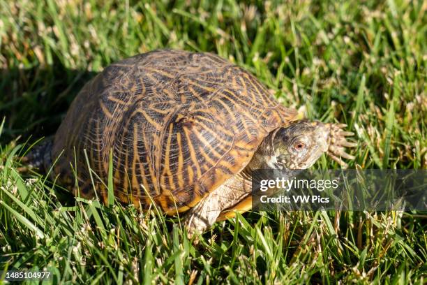 An Ornate or Western Box Turtle, Terrapene ornata, crawling in grass.