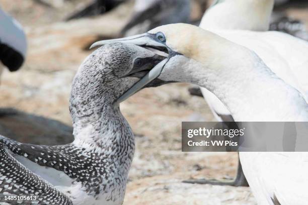 Australasian Gannet parent feeding chick close-up Cape Kidnappers, North Island New Zealand.