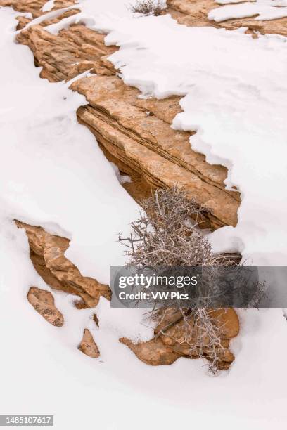 Blackbrush shrub growing out of Kayenta sandstone in winter, Island in the Sky District, Canyonlands National Park, Utah.