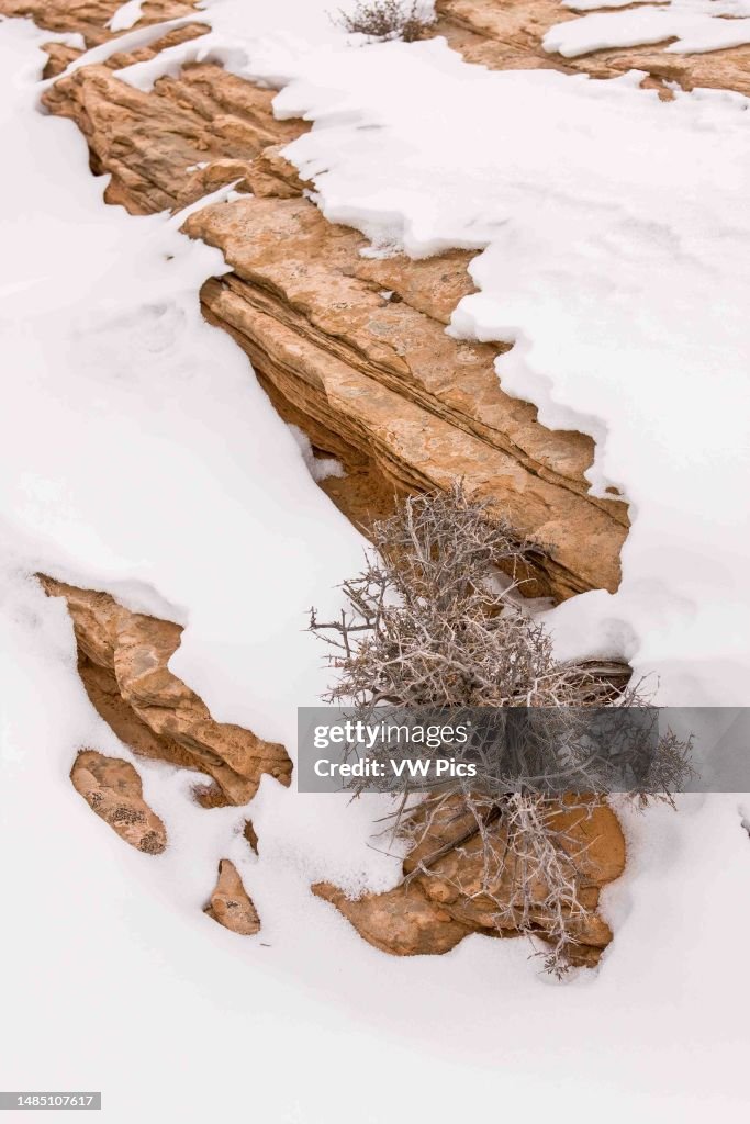 A blackbrush shrub growing out of Kayenta sandstone in winter