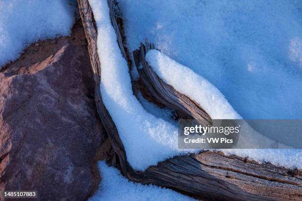 Dead juniper log with snow in winter in the Island in the Sky District of Canyonlands National Park, Utah.