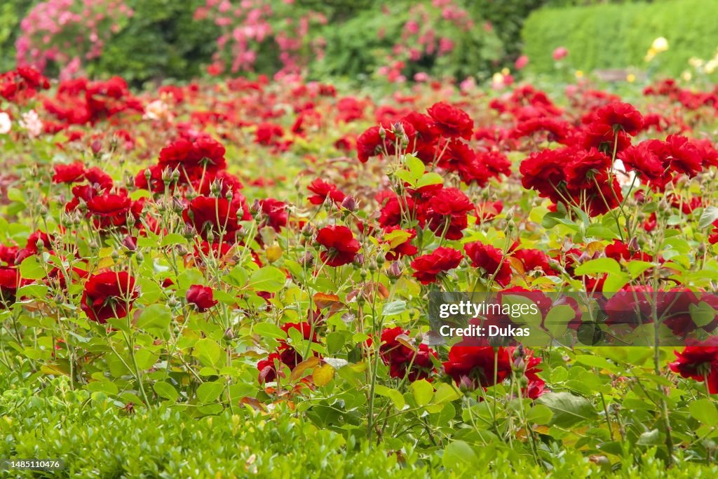 Schlossgarten from Schloss Mirabell - the wonderfully blooming rose garden, Salzburg