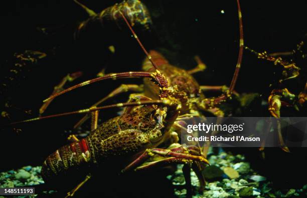 crayfish at cape town aquarium. - south africa crayfish stock pictures, royalty-free photos & images