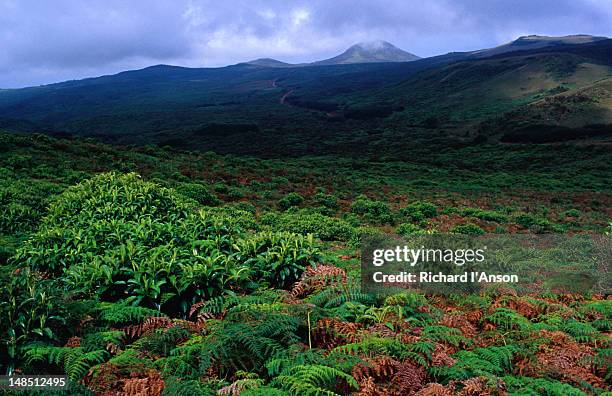 highland landscape of miconia vegetation and endemic tree ferns at el junco lagoon, isla san cristobel. - islas galápagos fotografías e imágenes de stock